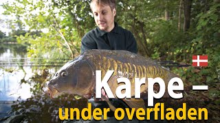 Karpe  under overfladen [upl. by Enitsrik]