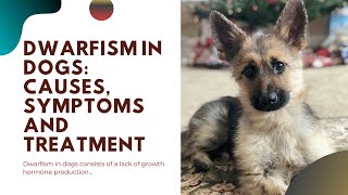 🐶🦴 Dwarfism In Dogs  Causes Symptoms And Treatment [upl. by Resor]