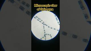 Microscopic view of Spirogyra science biology viralshorts bio cellshorts ytshorts viralvideo [upl. by Nrol29]