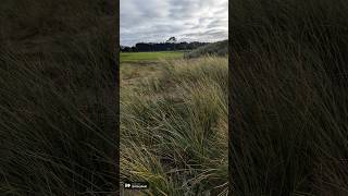 Golf de Brehal ⛳ Normandie golfaddict golf golfcourse golftrotteurs normandie manche [upl. by Llesig]