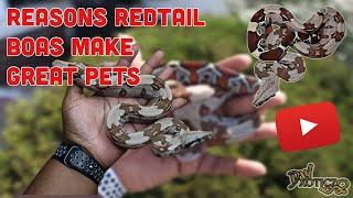 Reasons Redtail Boas BCC Make Great Pets [upl. by Claribel]