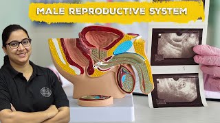 Class 12 Biology The Male Reproductive System  Xtramindz [upl. by Tiff]