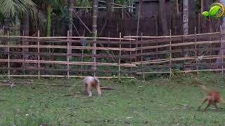 Golden Langur vs village Dogs  goldenlangur wildlife [upl. by Arty206]