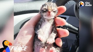 Newborn Kitten Who Was Frozen Solid Grows Up To Be Strong And Feisty  The Dodo Little But Fierce [upl. by Ylrevaw]