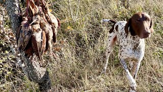 Κυνήγι μπεκάτσας με kurzhaar Logan beccaccia hunting woodcock gsp sneppejact braqueallemand [upl. by Meehyrb]