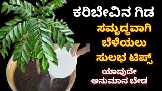 ಕರಿಬೇವಿನ ಗಿಡ ಸಮೃದ್ಧವಾಗಿ ಬೆಳೆದು ಗಿಡದ ತುಂಬ ಎಲೆಗಳಾಗಲು 3 ರೀತಿಯ ಗೊಬ್ಬರ ಹಾಗೂ ಸೂಪರ್ ಟಿಪ್ಸ್ Curry leaf plant [upl. by Flight]