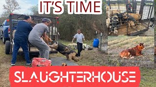 Behind the Scenes Slaughterhouse Day with Our Homestead Animals [upl. by Hacker]