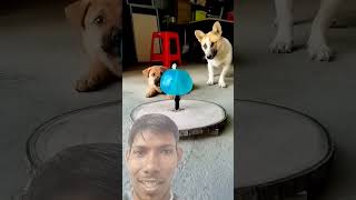 Closeup of the process of creating beautiful Slowmotion art videos short dogs tiktok challenge [upl. by Rez]