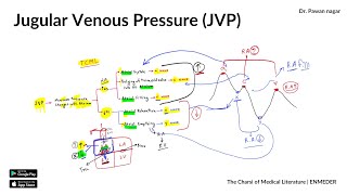 Jugular venous pressure JVP  Physiology  INICET NEET PG FMGE  Dr Pawan nagar [upl. by Asilrak873]