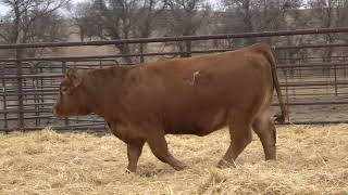 Lot 16  2024 PHG Princesses of the Prairie  Gelbvieh Female Sale [upl. by Vasti]