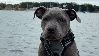 3 Month Old Blue Staffordshire Bull Terrier at the Marshes [upl. by Vicky]