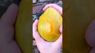 CANISTEL FRUITS satisfying shorts shortsvideo [upl. by Colwen]