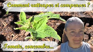 Se rattraper en tomate concombre [upl. by Annaliese566]