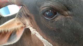 Listeriosis in cattle [upl. by Nylaret]