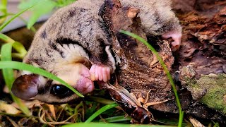 Sugar Galider Cricket feeding mypet wildlifelovers Animallovers [upl. by Yvor]