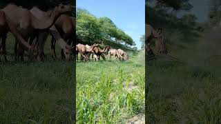 Wow Most Attractive view of Camels in a green desert areamostviewed camellove camellife🐪🍀 [upl. by Merdith651]