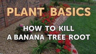 How to Kill a Banana Tree Root [upl. by Basia]