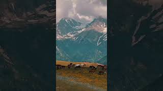 horses against the backdrop of the Dzungarian Alatau mountains horses travel mountain kazakhstan [upl. by Ahserak]