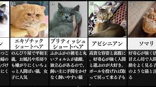 最強の【猫】種類はどれだ？人気の猫種ランキングを調べて見た！【ネコ】【かわいい】【2020】 [upl. by Natalya]