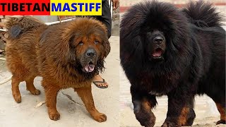 Biggest Tibetan Mastiff Dog Kennel  Tibetan Mastiff Puppy in India  Giant Mastiff 😱 [upl. by Thessa254]