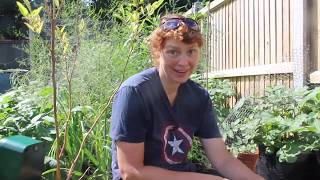 Planting out Red Veined Sorrel  Part 524  Claires Allotment [upl. by Mlohsihc108]