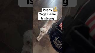 Puppy harness yoga downwardog doggystyle funny fypシ゚viral [upl. by Yelrak]