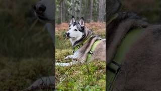 Chiko loves just to chill in the Forrest 🐶 [upl. by Grote779]