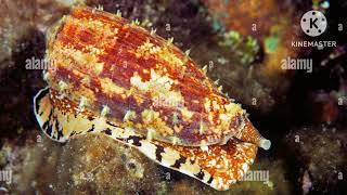 cone snail [upl. by Edla469]