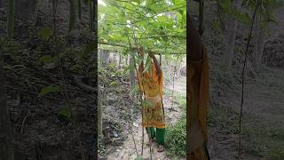 The woman is cutting the Luffa aegyptiaca women shorts [upl. by Libnah]