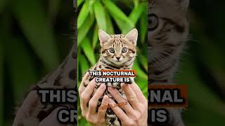 The Enigmatic RustySpotted Cat Natures Smallest Wildcat shorts cats [upl. by Namrej]