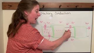 Lecture 14g Saltatory Conduction [upl. by Notgnirra]