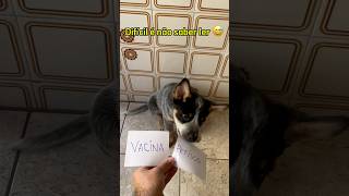 A vida não é justa 😆 blueheeler boiadeiroaustraliano filhotedecachorro amordepet [upl. by Haiasi]