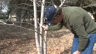 How to Prune MultiStem Trees [upl. by Kuhn]