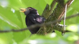 Eurasian Blackbird  Turdus merula [upl. by Ahsekyt784]