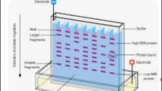 gel electrophoresis class 12 biotechnology [upl. by Stempson404]