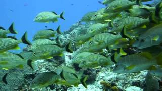 Coral Reefs Scenes Cozumel Diving [upl. by Yim470]