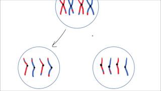 Meiosis  GCSE Science  Biology  Get To Know Science [upl. by Adnalohs]