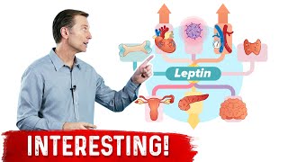 Leptin is an Immune Hormone [upl. by Fulviah]