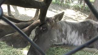 トナカイ 旭山動物園 2019年6月20日 [upl. by Harrow778]