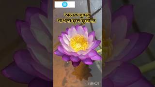 বেগুনি শাপলা Purple Lily A Burst of Floral Beauty nature flowers trending shorts video [upl. by Assilat]