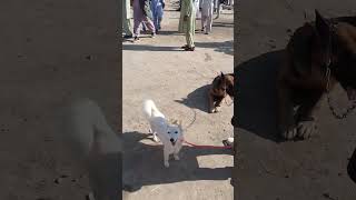 Dogs sale market Pakistan [upl. by Aehsat]