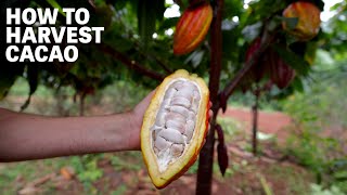 How to Harvest Cacao  Ep91  Craft Chocolate TV [upl. by Hartmann203]