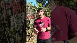 How to Grow Figs in Freezing Climates Zone 5 Gardening Hacks 🌱❄️ [upl. by Lindblad]