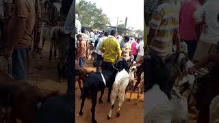 nelamangala sheep and goats market AGRIANIMALS [upl. by Naliorf380]