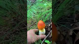 Immersive picking up mushrooms fungi fungilover shorts [upl. by Sarette919]