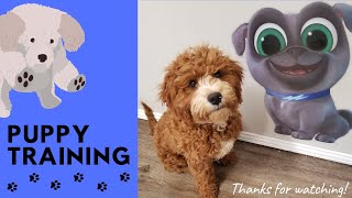 Cavapoo Puppy Training🐾Basic Commands🐾 [upl. by Debera309]