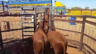 Beefmaster  Prenti Downs Cattle Station [upl. by Skinner]