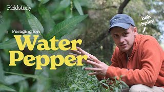 Identify WaterPepper Persicaria hydropiper  Wild Edibles UK [upl. by Ahter162]