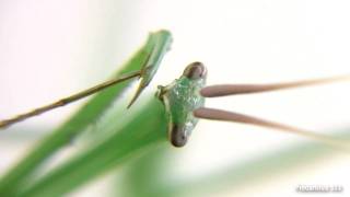 American Stick Mantis L6 Brunneria borealis eats fly  Macro [upl. by Etnemelc]