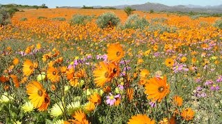 Namaqualand The flowering desert  South Africa [upl. by Hannover]